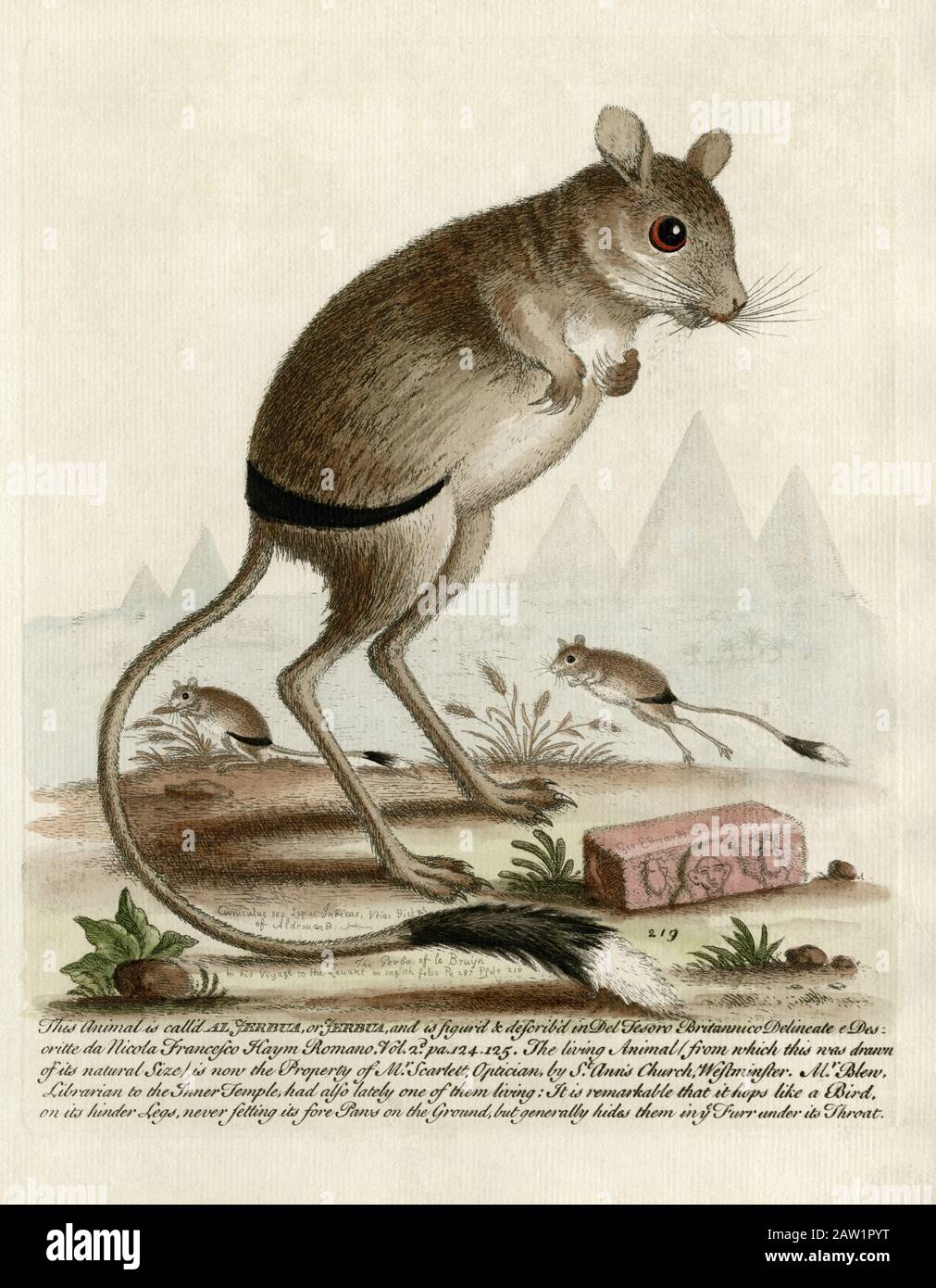 Poised jerboa and leaping jerboas, drawn from life by English naturalist and ornithologist, George Edwards (1694 - 1773).  Coloured engraving created in 1752.  Edwards’ caption explains that the jerboa model for his drawings 'is now the Property of Mr. Scarlett, Optician, by St. Ann’s Church, Westminster', while 'Mr. Blew, Librarian to the Inner Temple, had also lately one of them living'.  Edwards then adds the observation:  'It is remarkable that it hops like a Bird, on its hinder Legs, never setting its fore Paws on the Ground, but generally hides them in ye Furr under its Throat'. Stock Photo