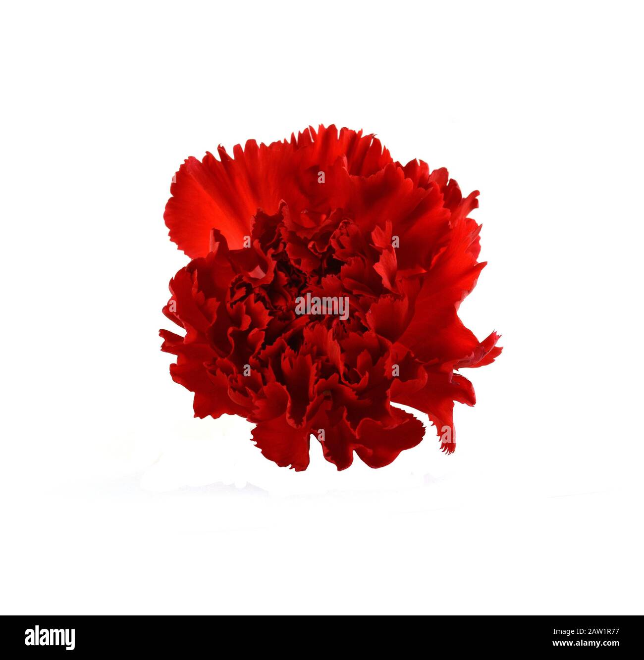 Beautiful red carnation flower isolated on white background. Flower ...