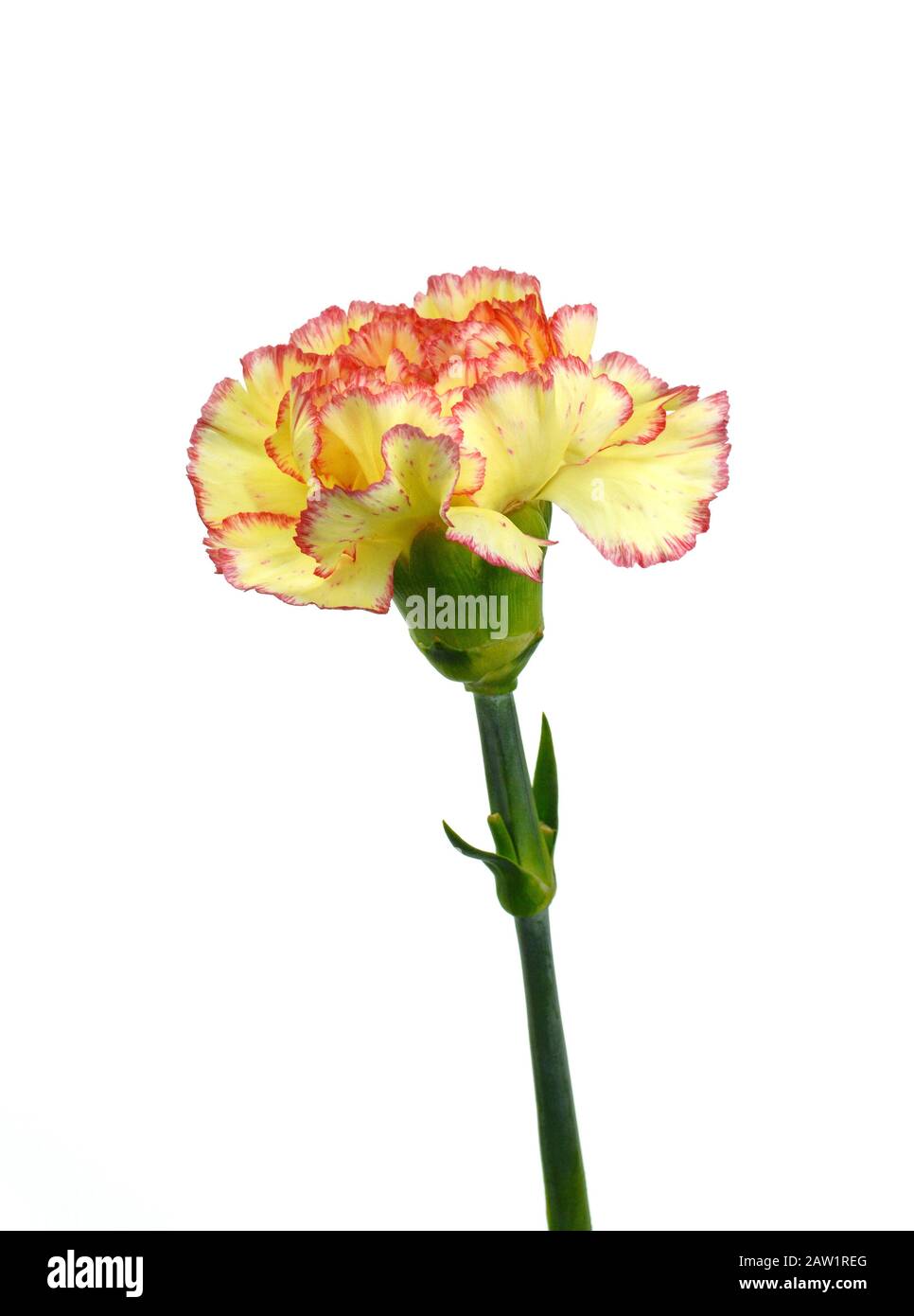 Beautiful Yellow Carnation Flower Isolated On White Background Flower Head Stock Photo Alamy