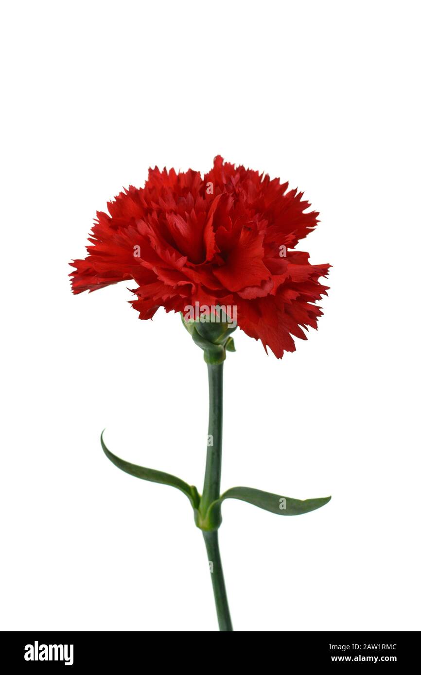 Beautiful red carnation flower isolated on white background. Flower ...