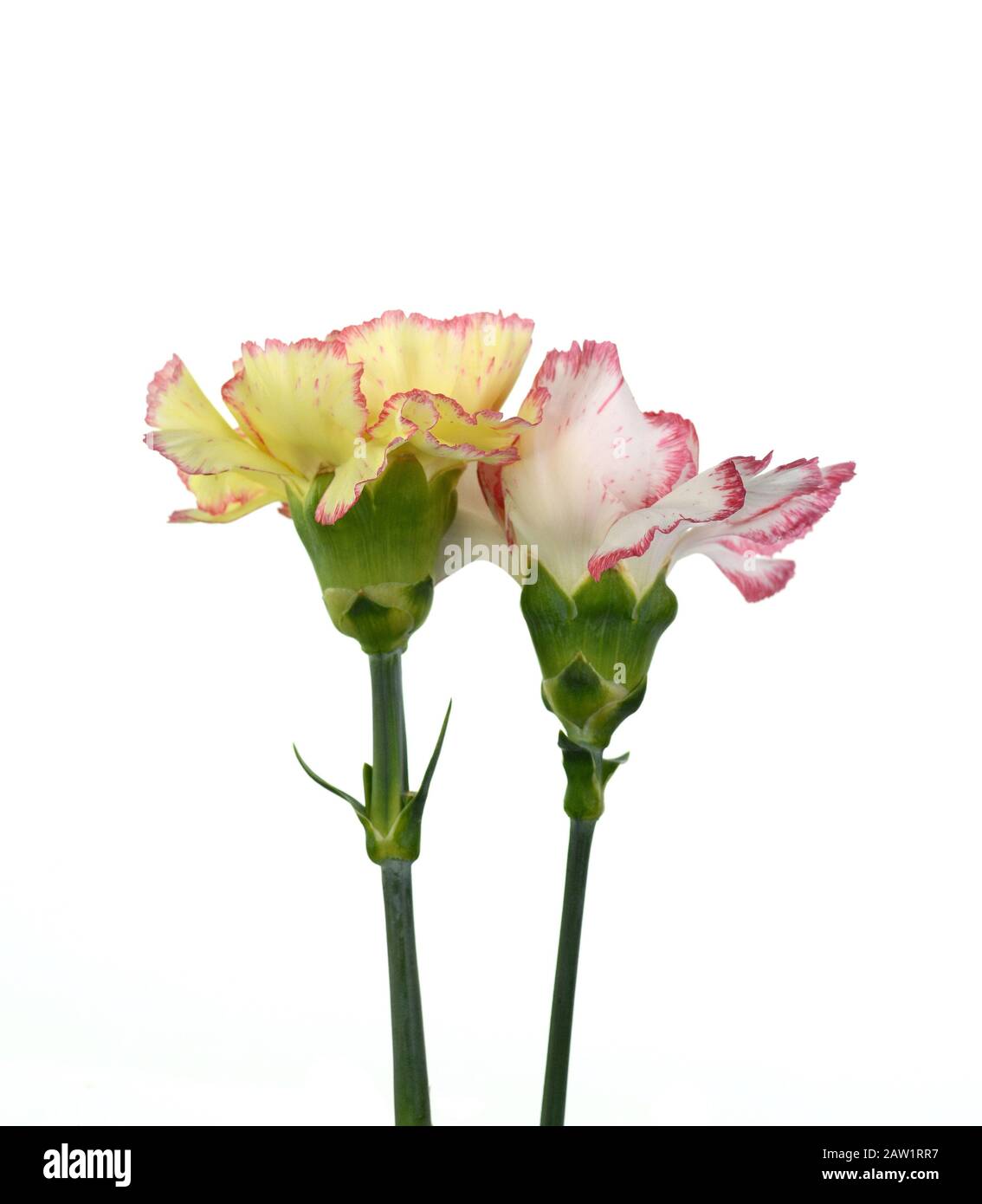 Beautiful bouquet of carnation and roses flower isolated on white ...