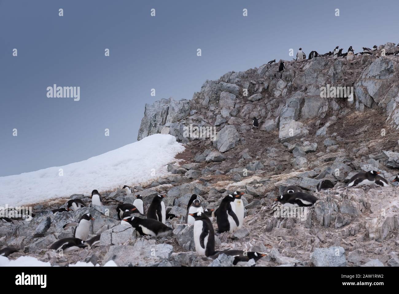 Crowded gentoo penguin breeding colonies (rookeries) on rocky outcrops ...