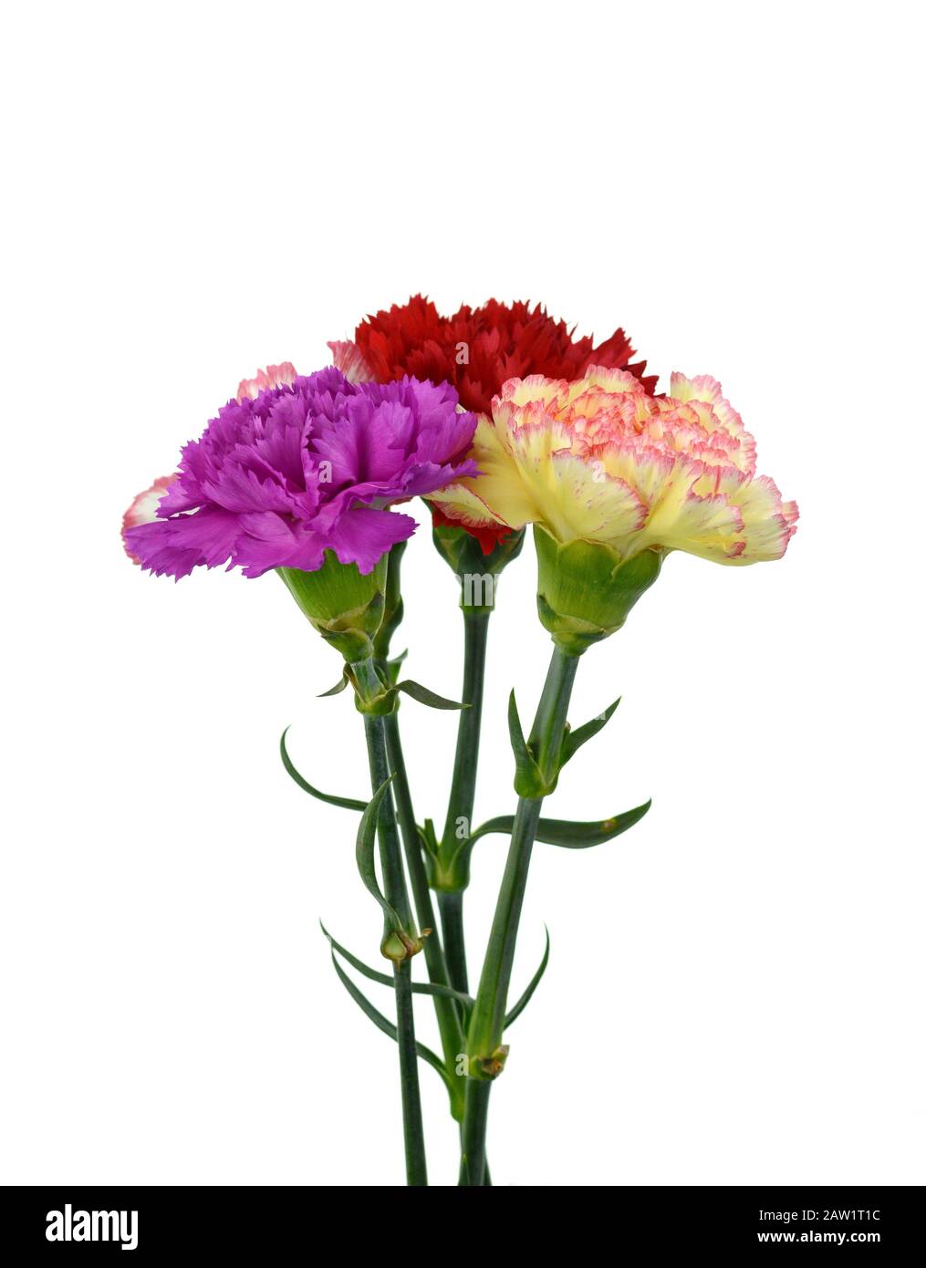 Beautiful bouquet of carnation and roses flower isolated on white ...