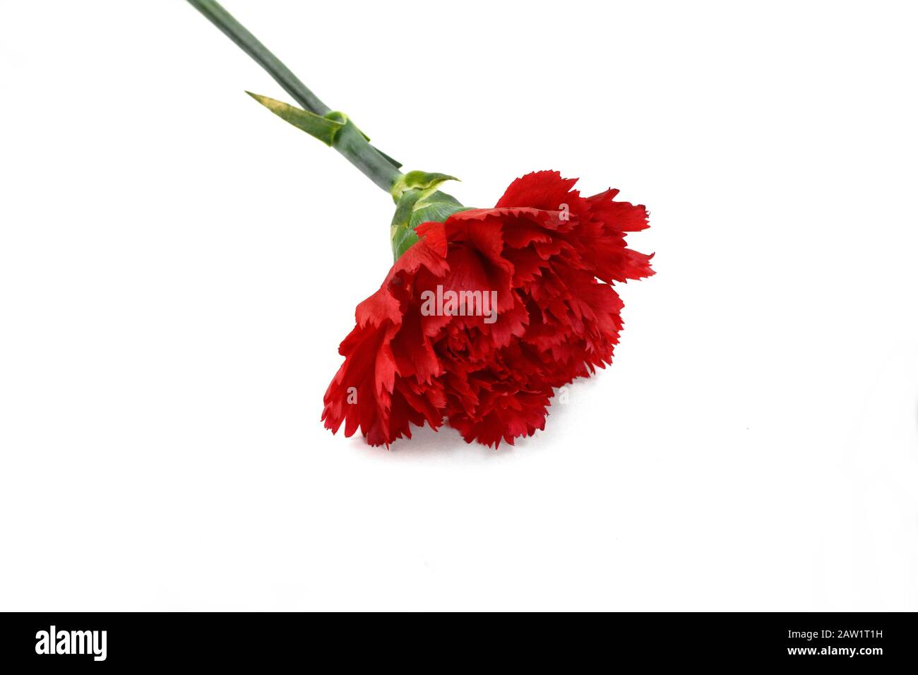 Beautiful red carnation flower isolated on white background. Flower ...