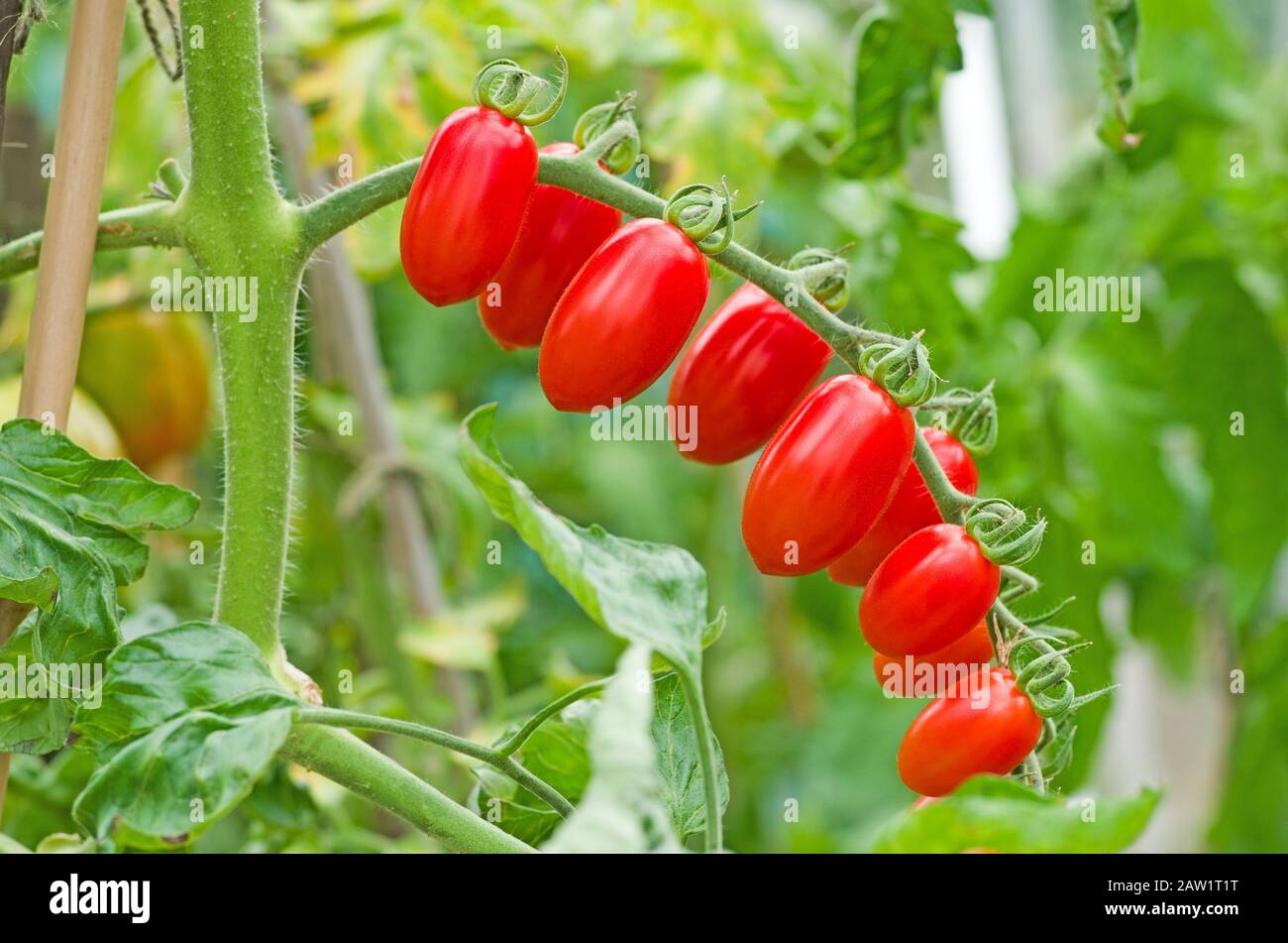 Close-up of truss of baby plum Santonio tomatoes ripening on the vine in summer sunshine in English domestic greenhouse, England UK Stock Photo
