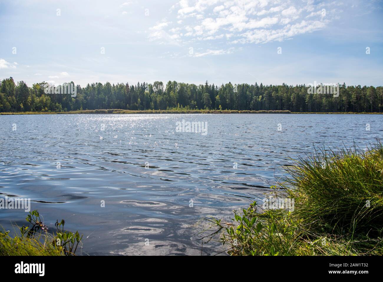 Blue water in a forest lake with pine trees Stock Photo - Alamy