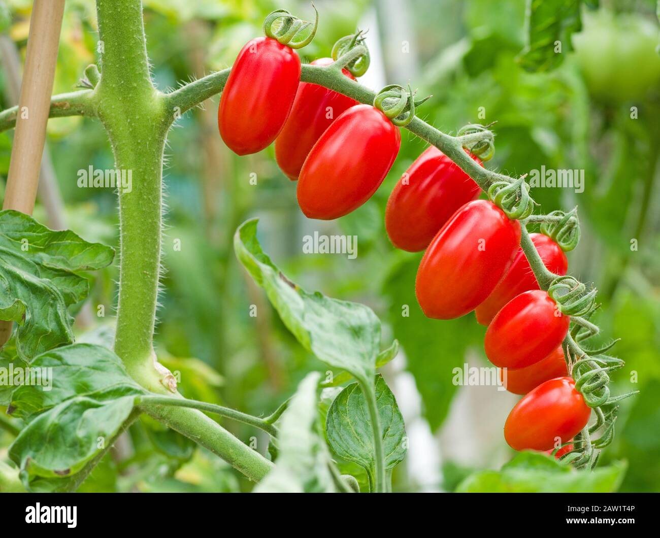 Close-up of truss of baby plum Santonio tomatoes ripening on the vine in summer sunshine in English domestic greenhouse, England UK Stock Photo