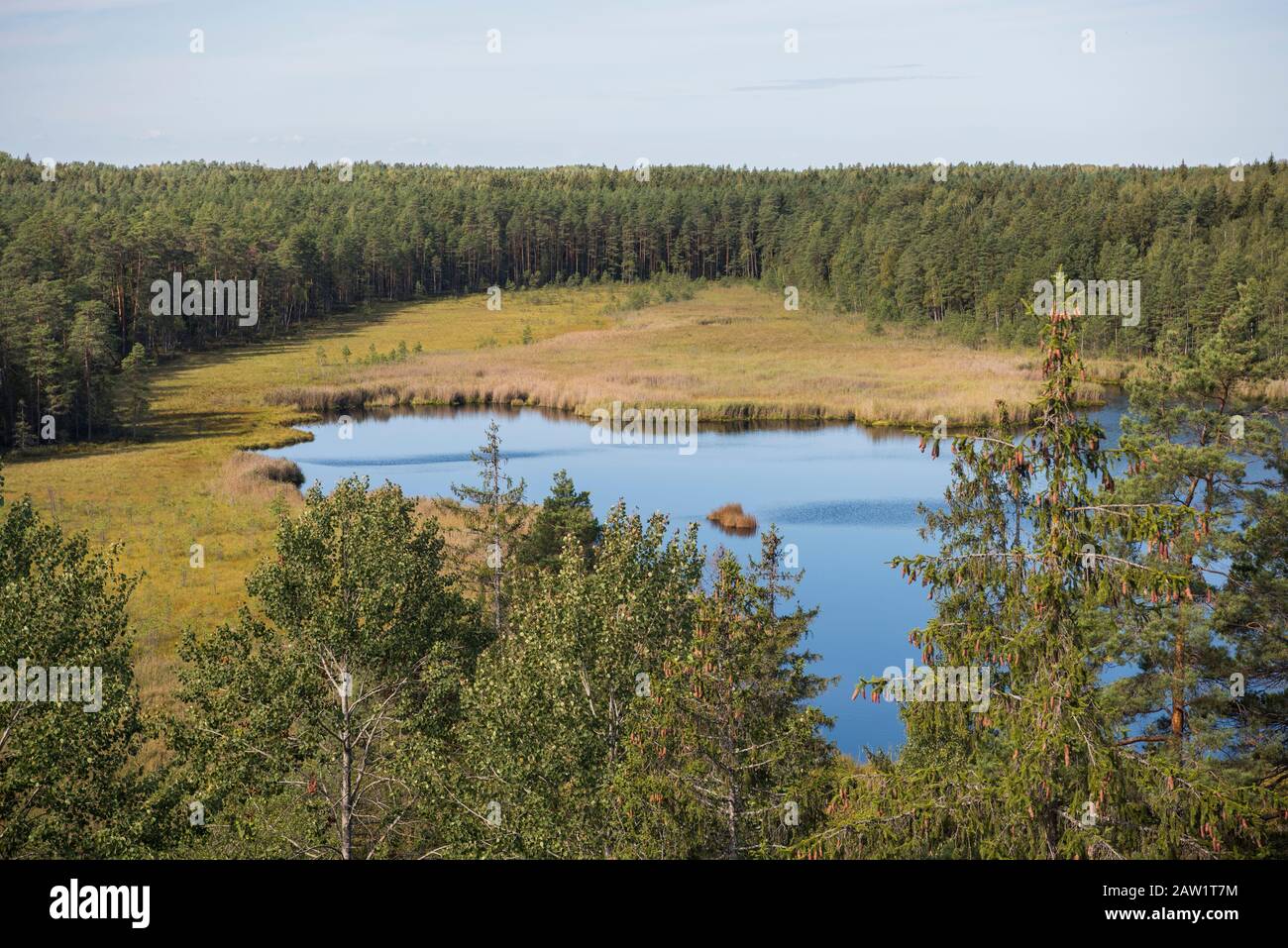 Blue water in a forest lake with pine trees Stock Photo - Alamy