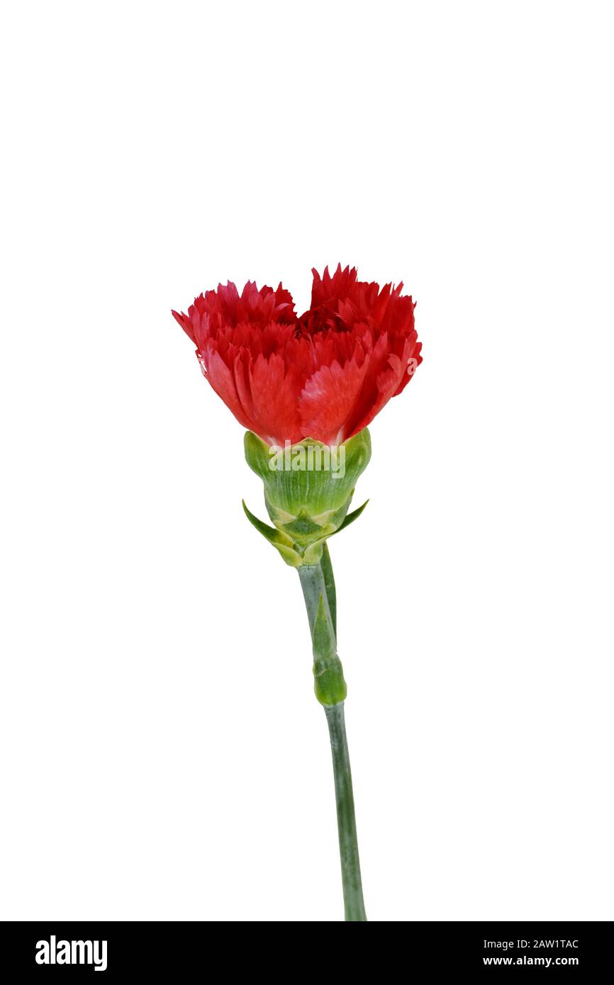 Beautiful red carnation flower isolated on white background. Flower ...