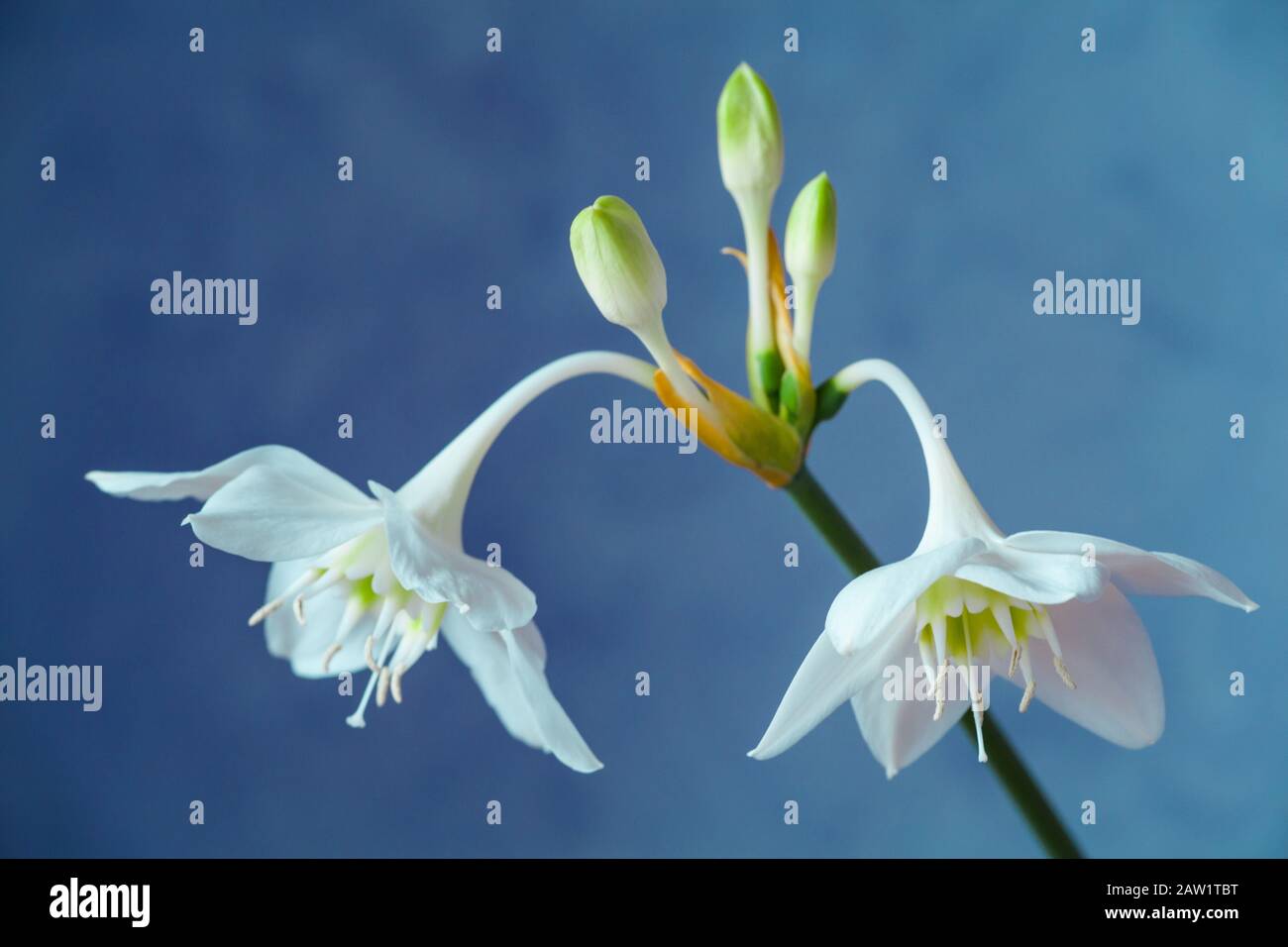 Beautiful Eucharis, the English name Amazon lily, flower close up against blue background. Stock Photo