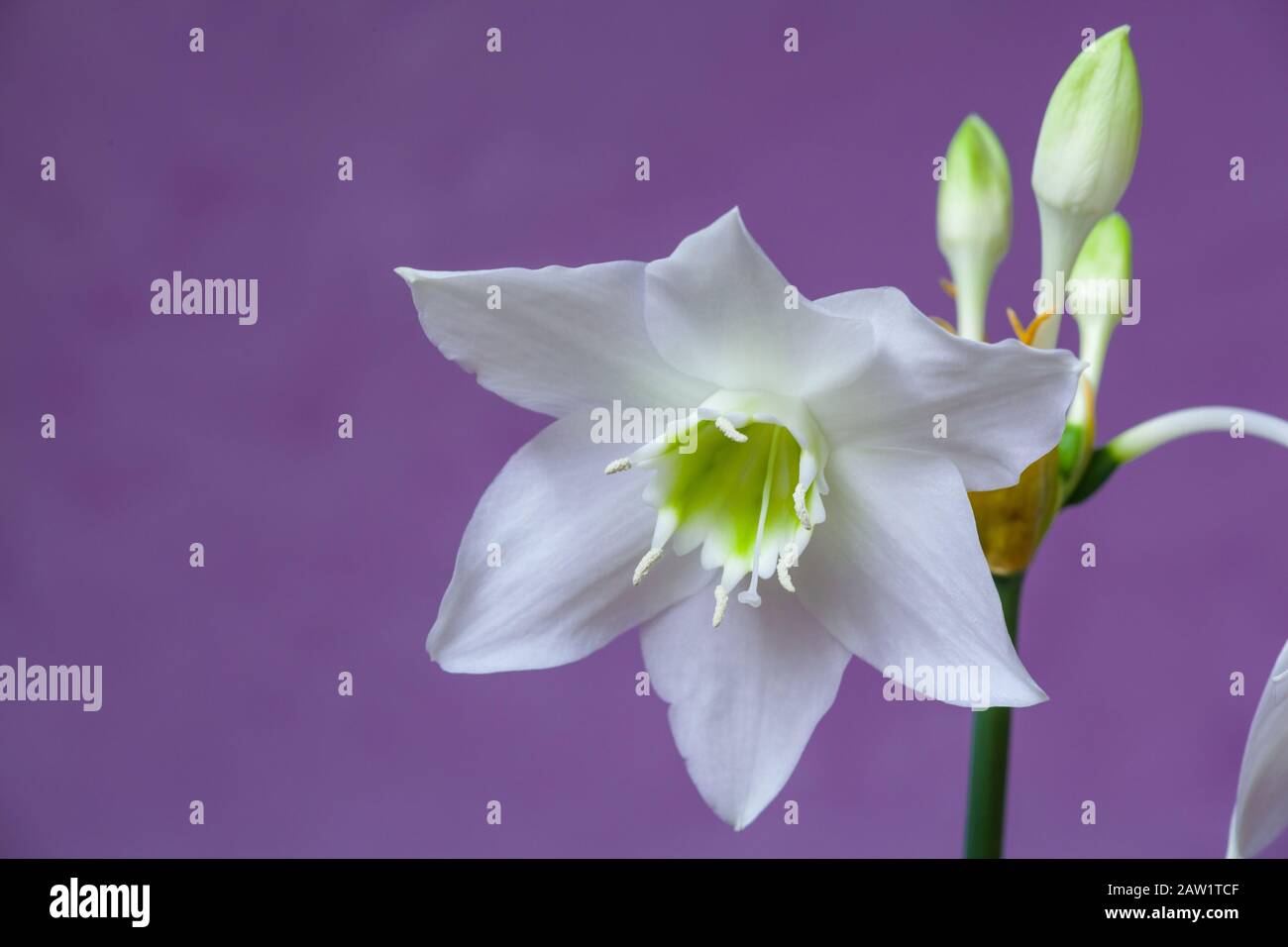 Beautiful Eucharis, the English name Amazon lily, flower close up against purple background Stock Photo