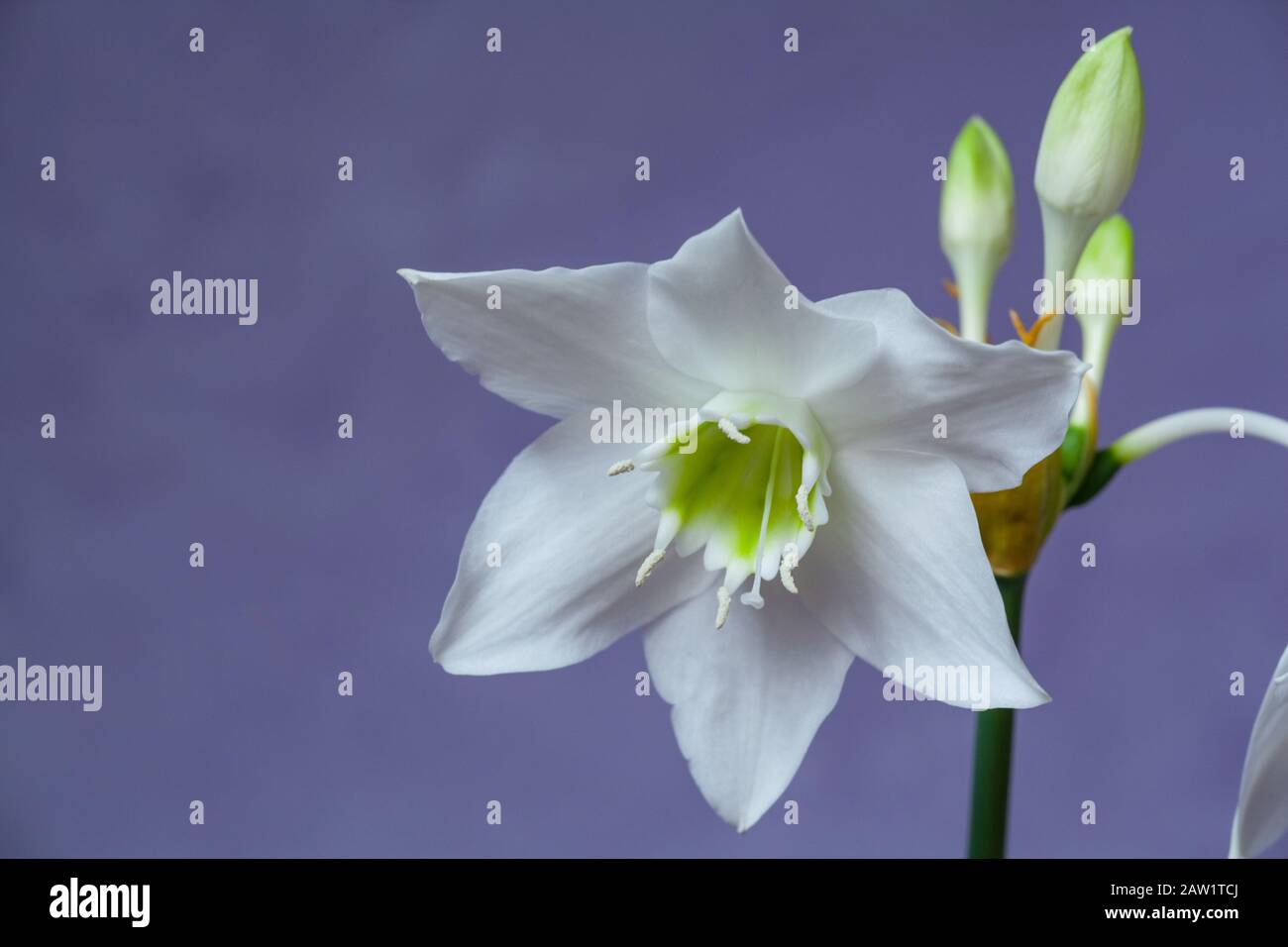 Beautiful Eucharis, the English name Amazon lily, flower close up