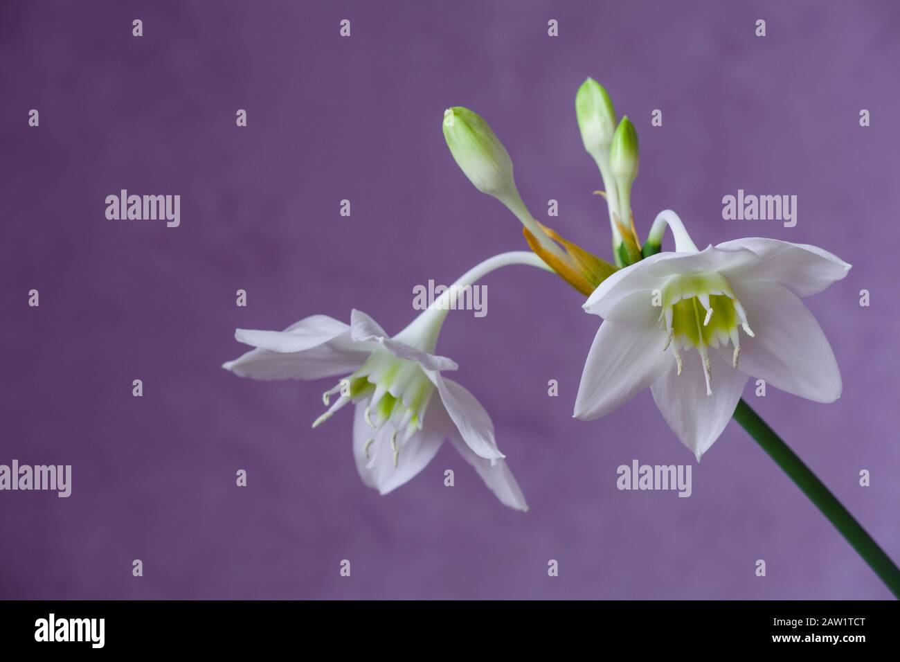 Beautiful Eucharis, the English name Amazon lily, flower close up against purple background Stock Photo