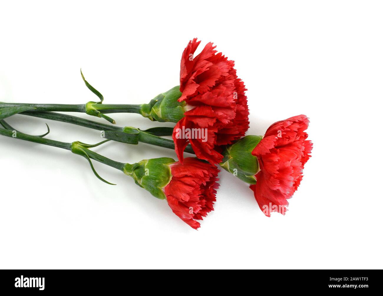 Beautiful bouquet of carnation and roses flower isolated on white ...