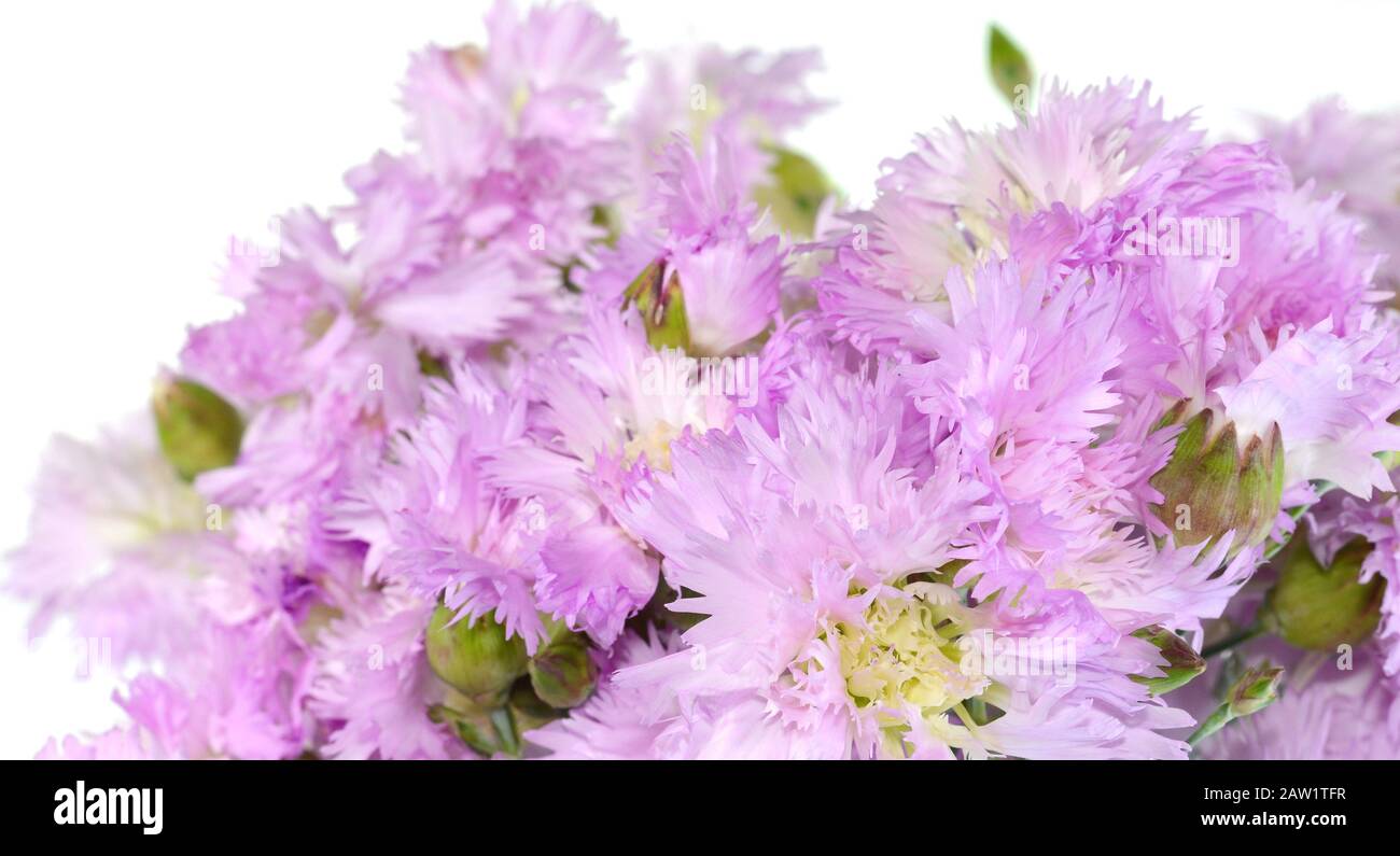 Pink gentle carnation flowers isolated on white background Stock Photo ...