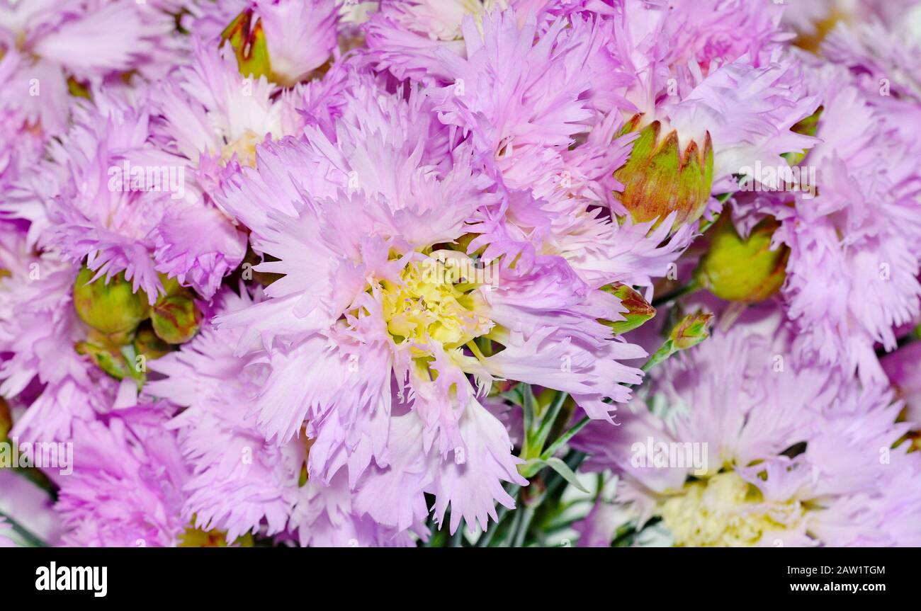Pink gentle carnation flowers isolated on white background Stock Photo ...