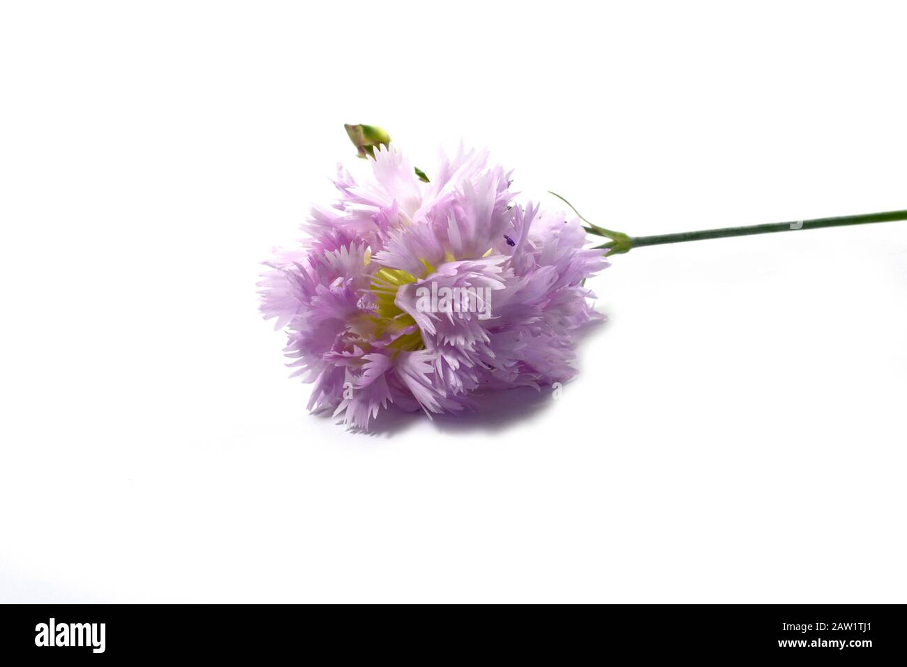 Pink gentle carnation flowers isolated on white background Stock Photo ...