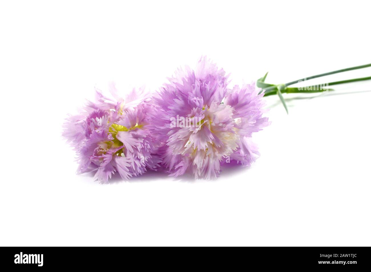 Pink gentle carnation flowers isolated on white background Stock Photo ...