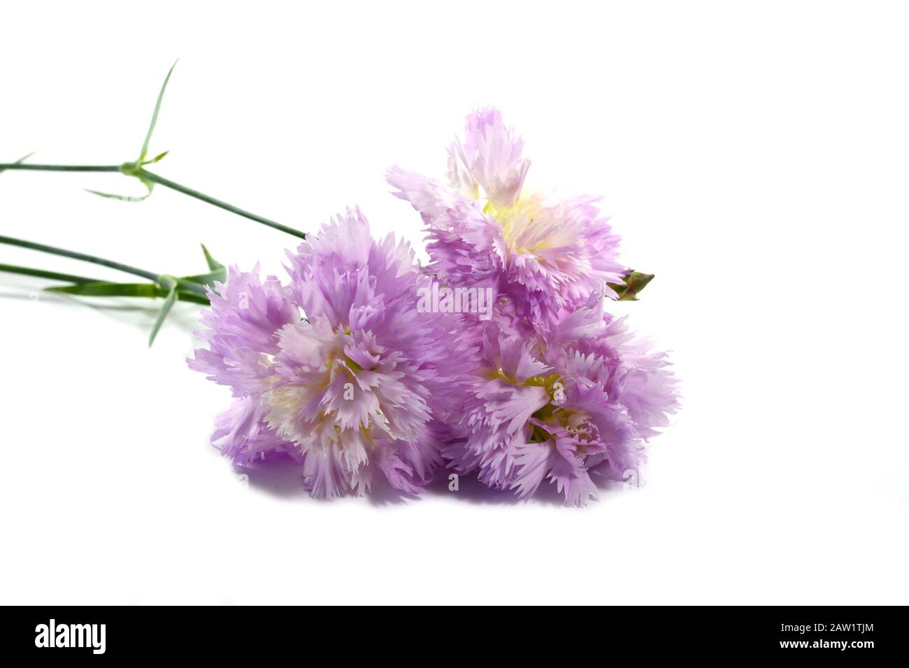 Pink gentle carnation flowers isolated on white background Stock Photo ...