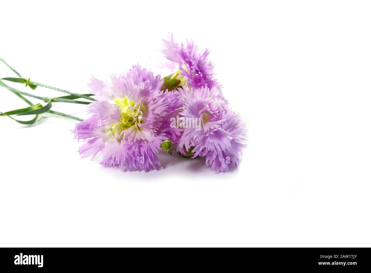Pink gentle carnation flowers isolated on white background Stock Photo ...