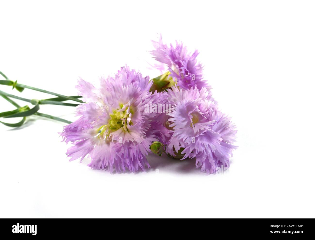 Pink gentle carnation flowers isolated on white background Stock Photo ...
