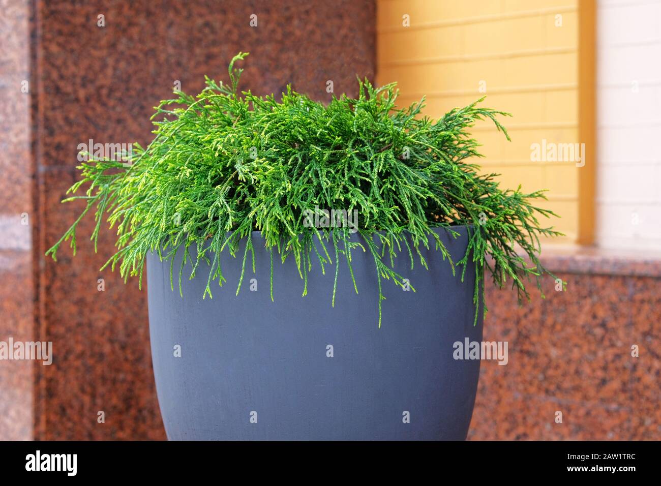 Cypress in outdoors pot. Thuja occidentalis danica in container, coniferous trees. Landscape design in city. Close up. Stock Photo