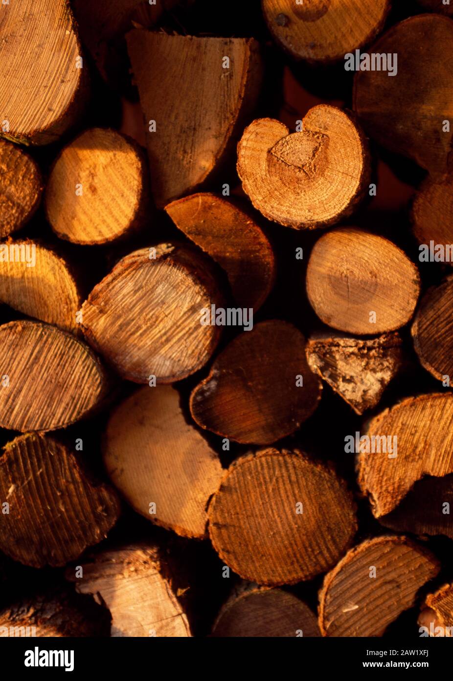 Closeup of sawn logs Stock Photo