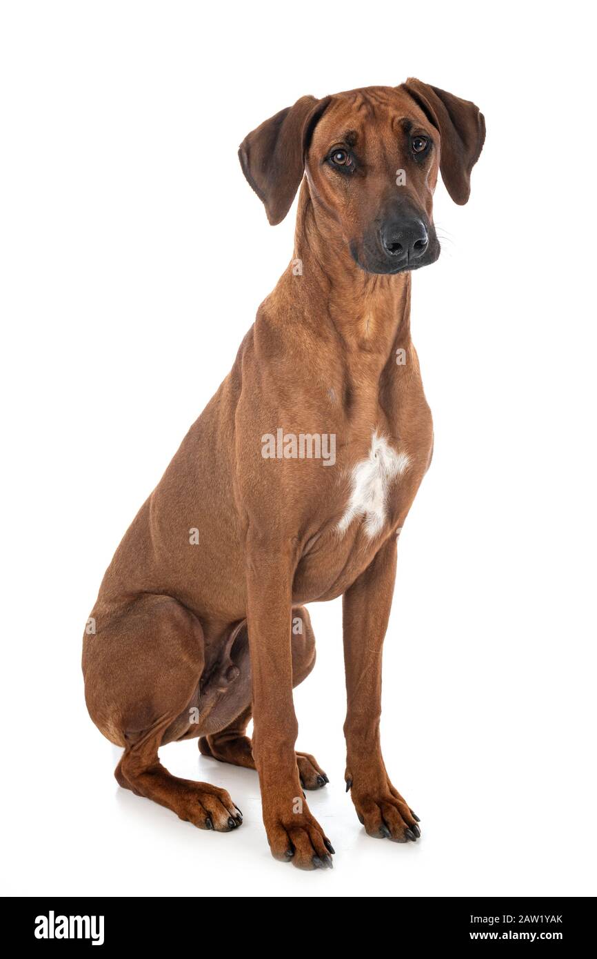 Rhodesian Ridgeback in front of white background Stock Photo - Alamy