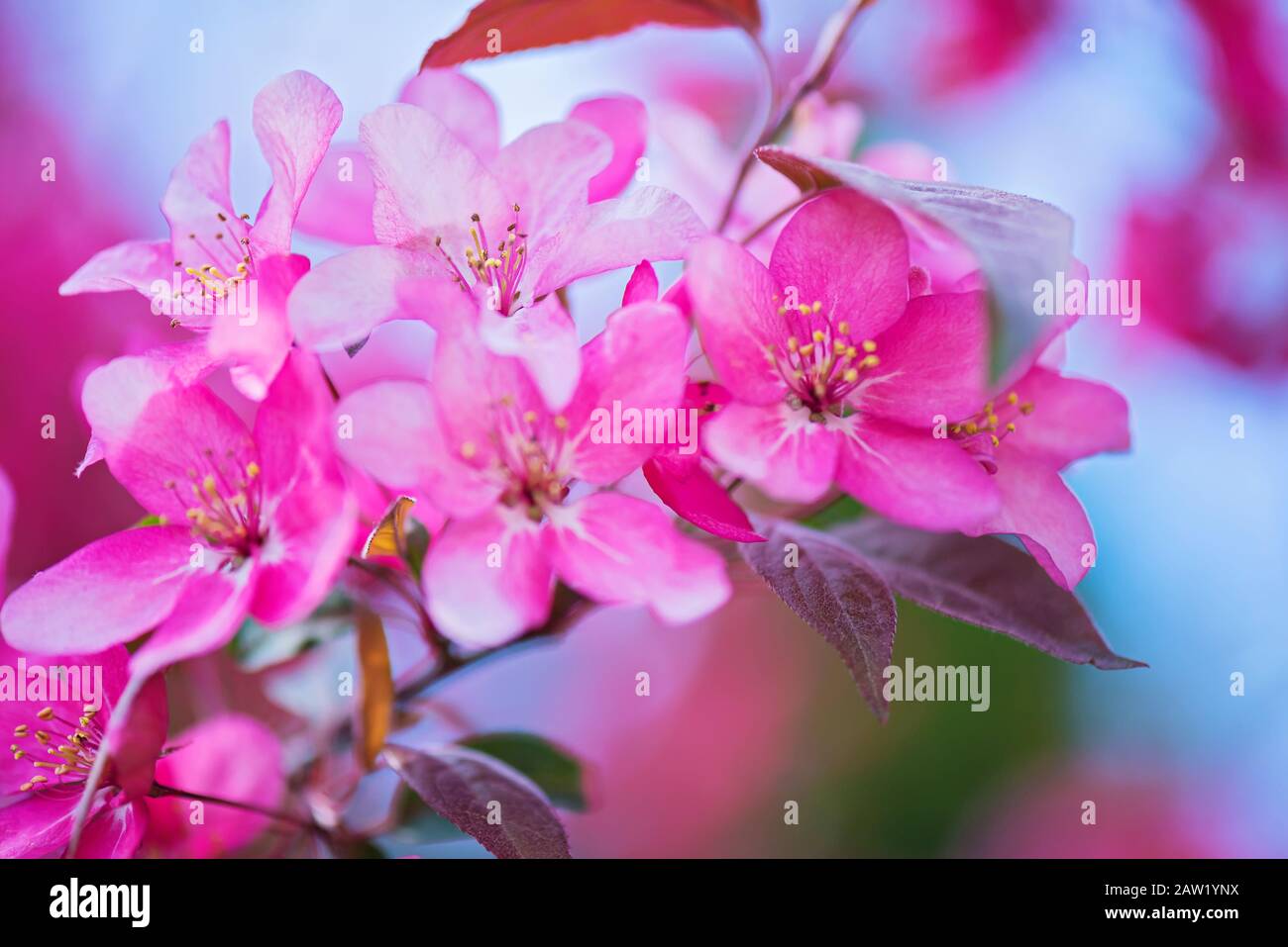 Pink flowers on the bush. Shallow depth of field. Stock Photo