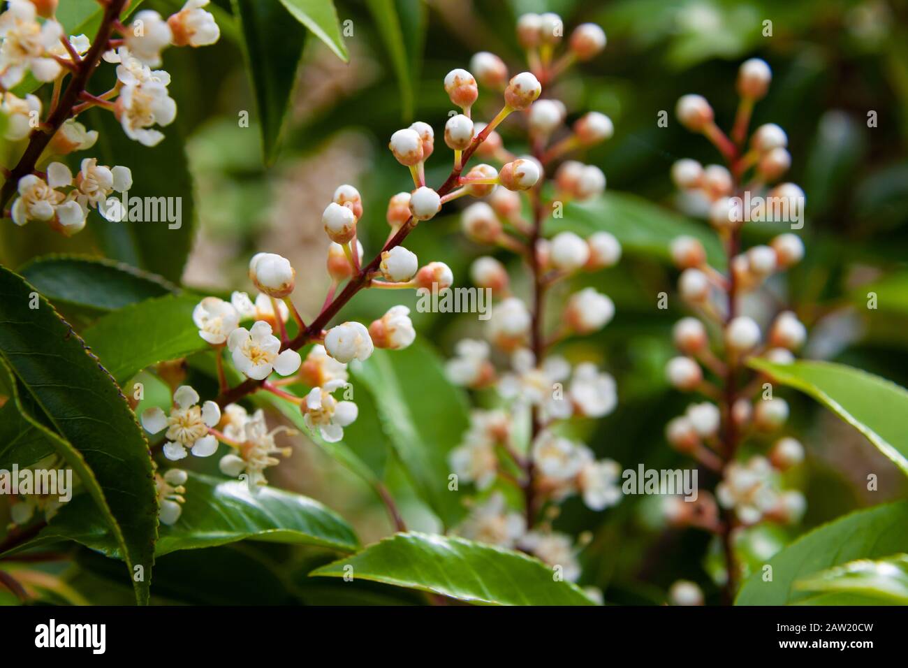 Close up of escallonia iveyi in summer Stock Photo