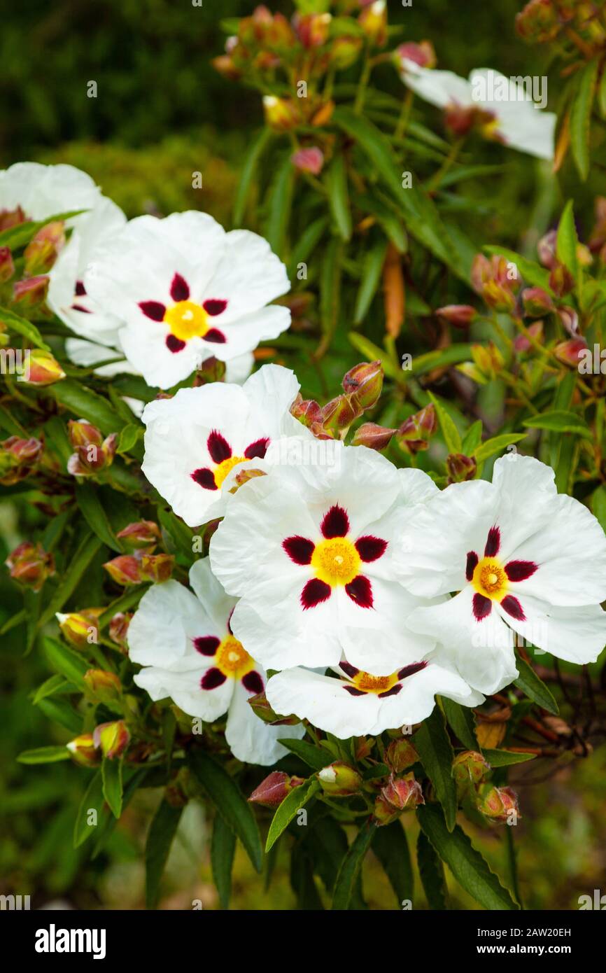 Cistus x aguilarii Maculatus Commonly known as Rock rose Stock Photo
