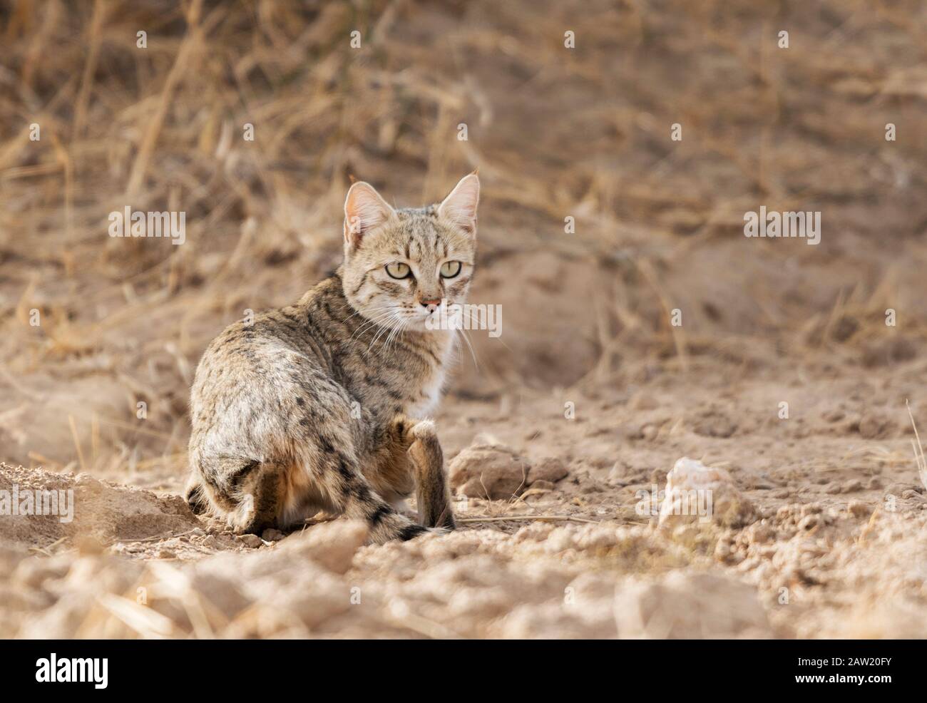 Desert Cat, Felis margarita, Jaisalmer, Rajasthan, India Stock Photo