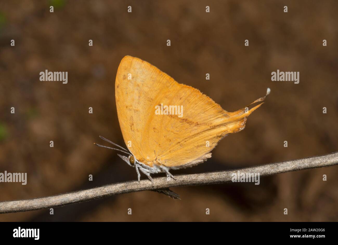 Yamfly Butterfly, Loxura atymnus, Thane, Maharashtra, India Stock Photo