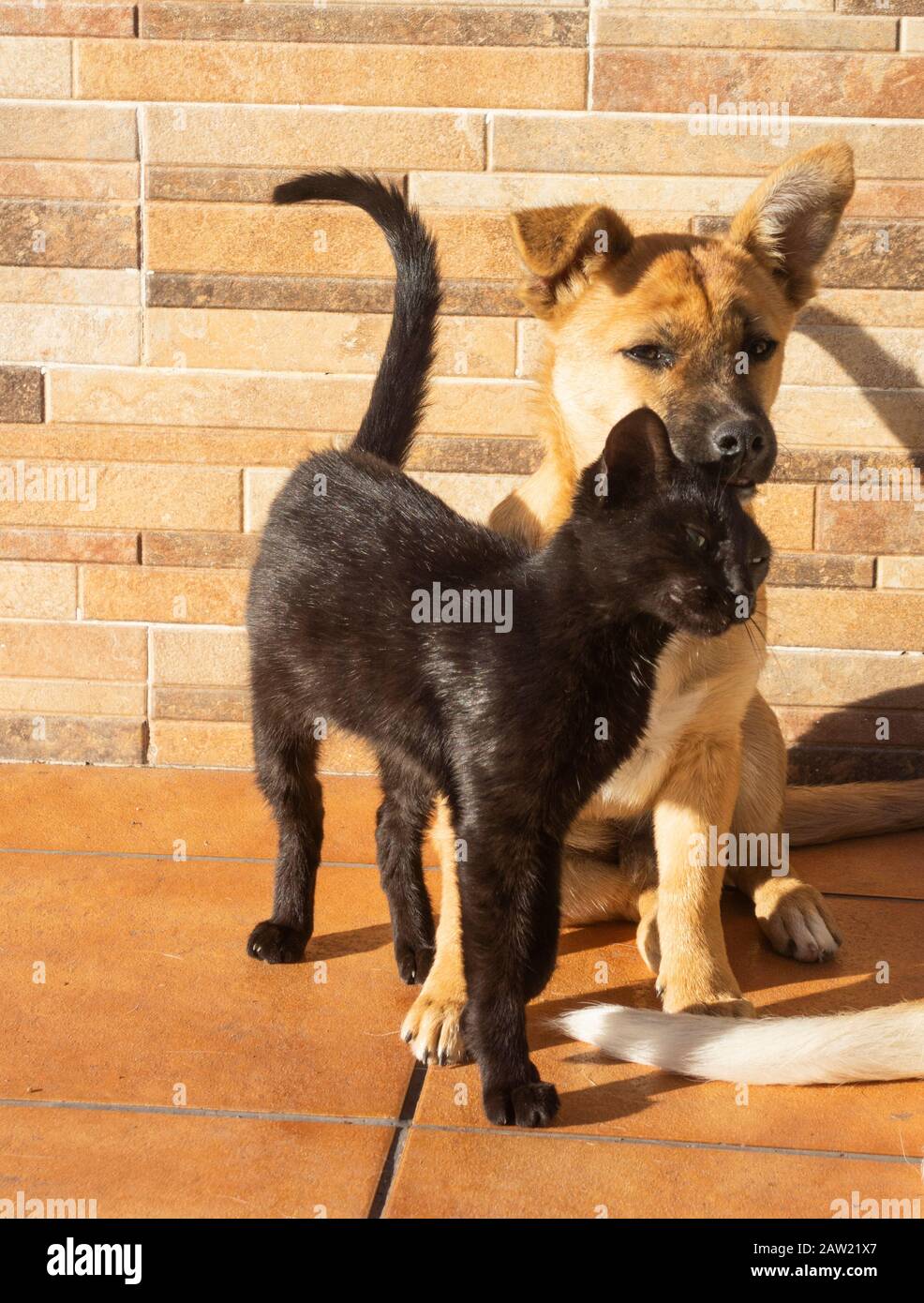 Dog and a cat together Stock Photo