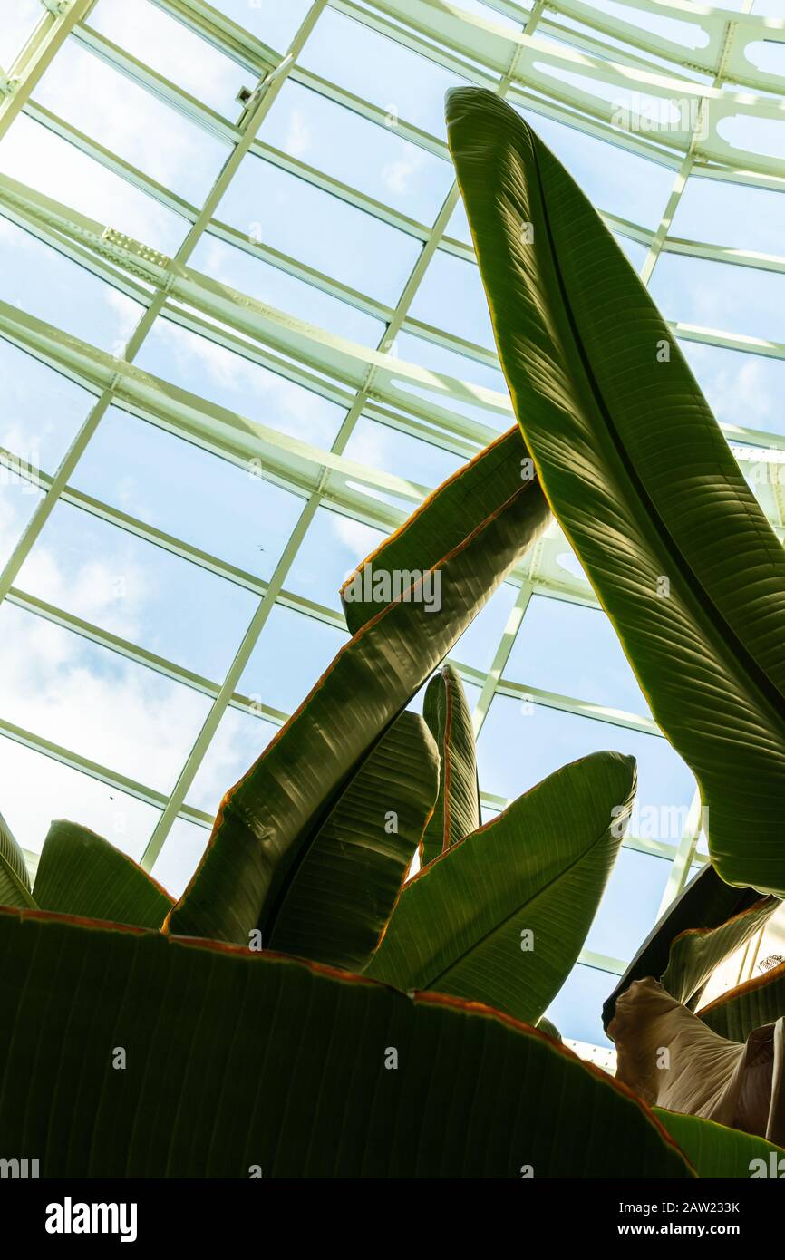 Large Beautiful Green House Plants Under A Glass Dome Bird Of Paradise Strelitzia Reginae