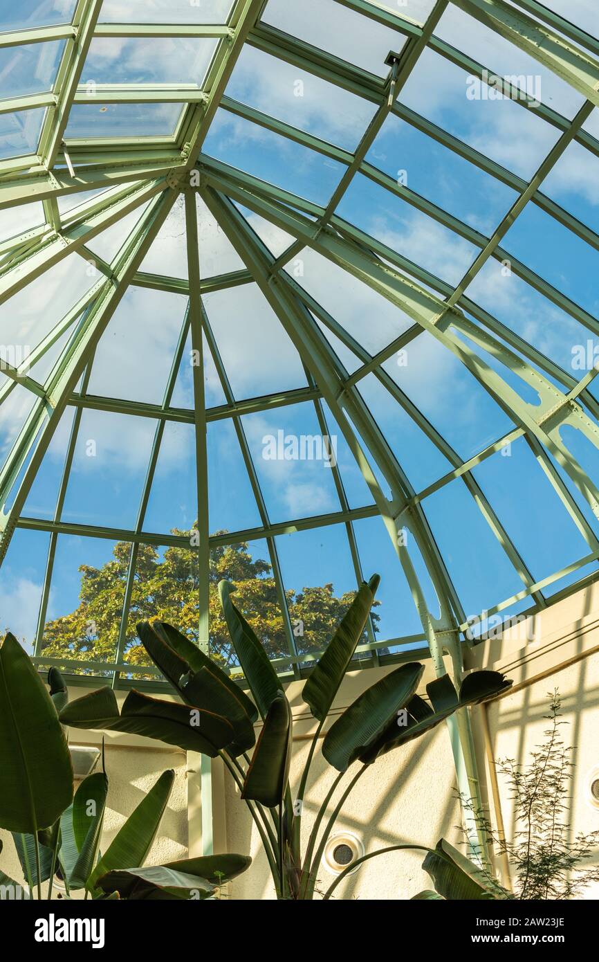 Large beautiful green house plants under a glass dome, Bird of Paradise