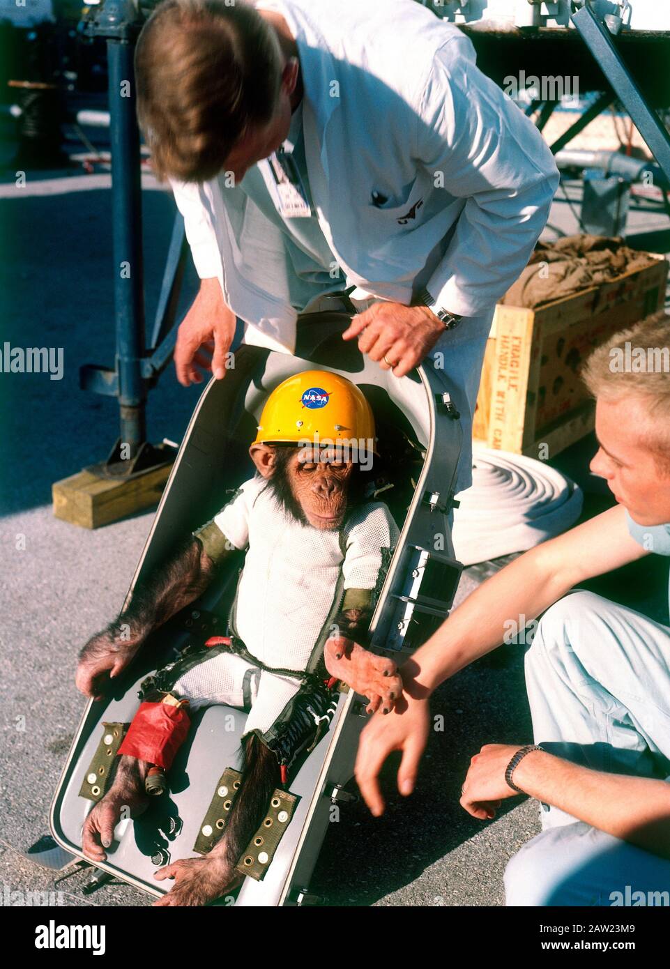 Ham, also known as Ham the Chimp and Ham the Astrochimp, was a chimpanzee and the first hominid launched into space, on January 31, 1961, as part of the U.S. space program's Project Mercury Stock Photo