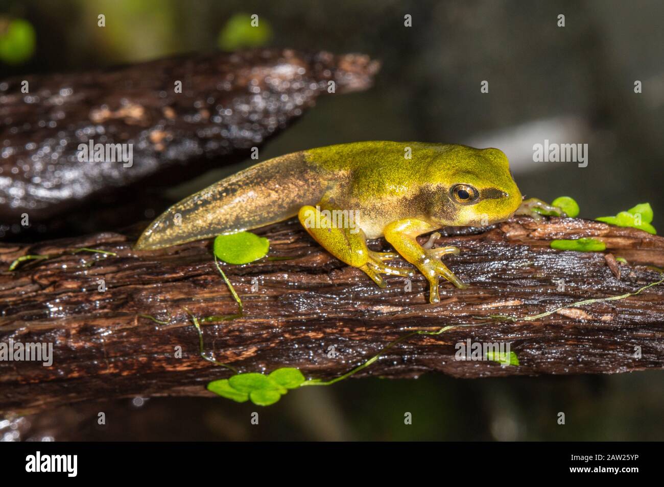 European treefrog, common treefrog, Central European treefrog (Hyla arborea), leaving the spawning pond shortly before completion of metamorphosis, Germany, Bavaria Stock Photo