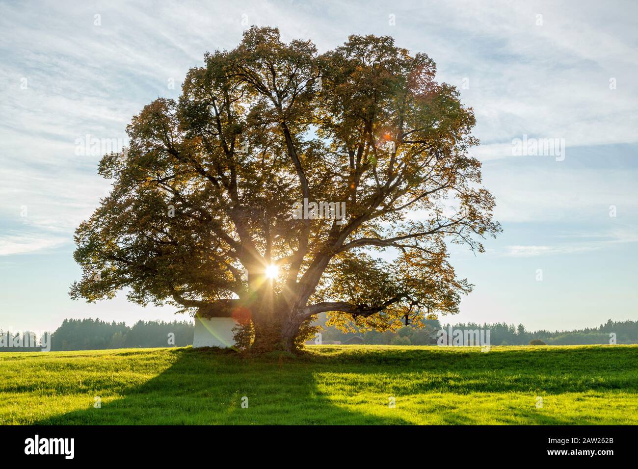 small-leaved lime, littleleaf linden, little-leaf linden (Tilia cordata), 500 years old, in backlight with evening sun, Germany, Bavaria Stock Photo