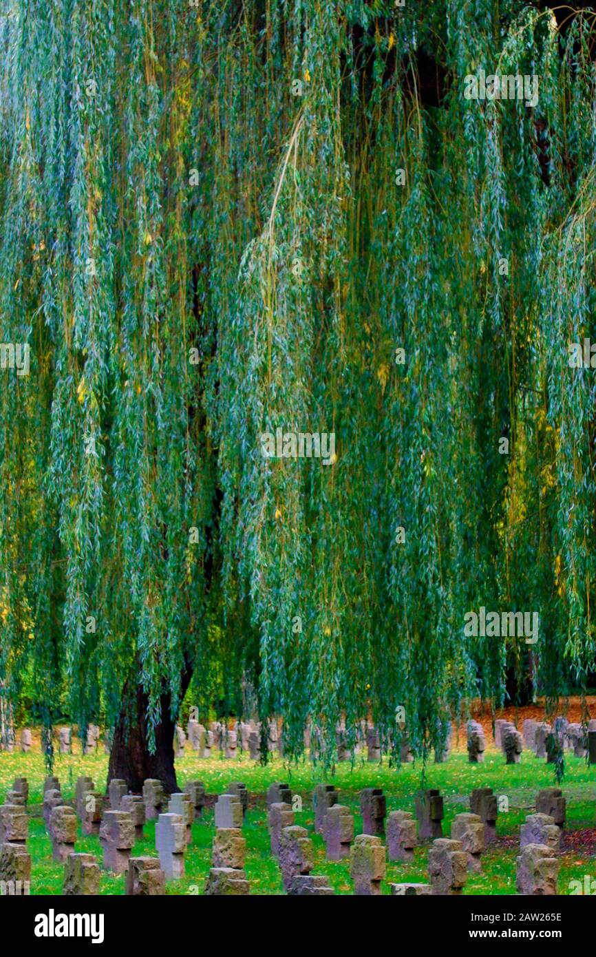 dwarf gray willow (Salix tristis), on the military cemetery Dortmund-Brackel, Germany, North Rhine-Westphalia, Ruhr Area, Dortmund Stock Photo
