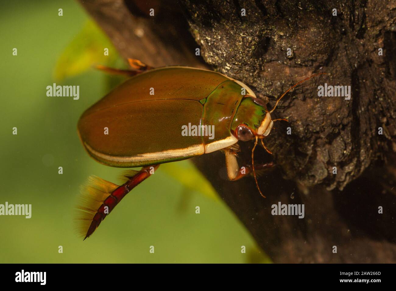 Diving Beetle (Cybister lateralimarginalis, Scaphinectes lateralimarginalis), at deadwood under water, Germany, Bavaria Stock Photo