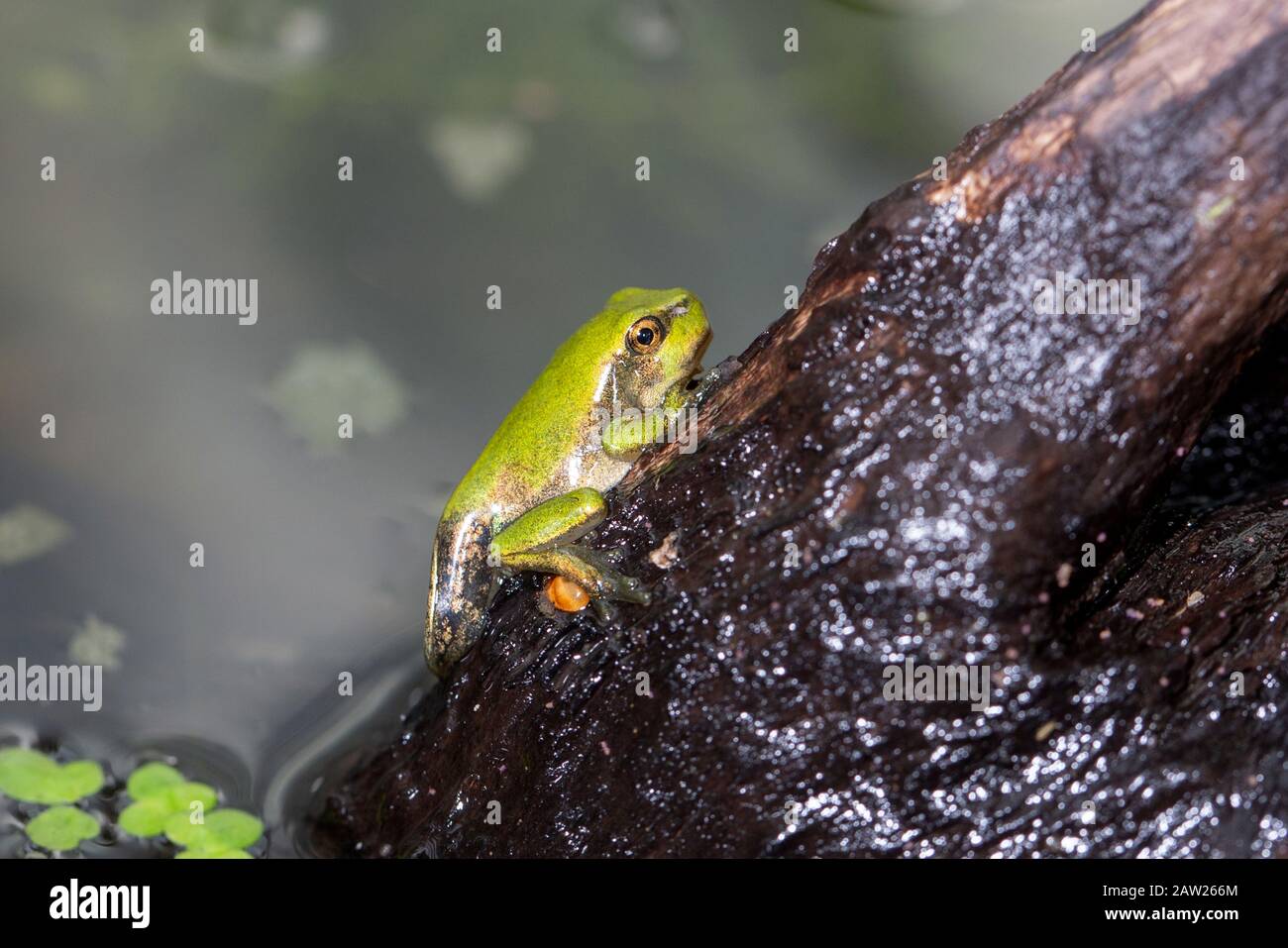 European treefrog, common treefrog, Central European treefrog (Hyla arborea), leaving the spawning pond shortly before completion of metamorphosis, Germany, Bavaria Stock Photo
