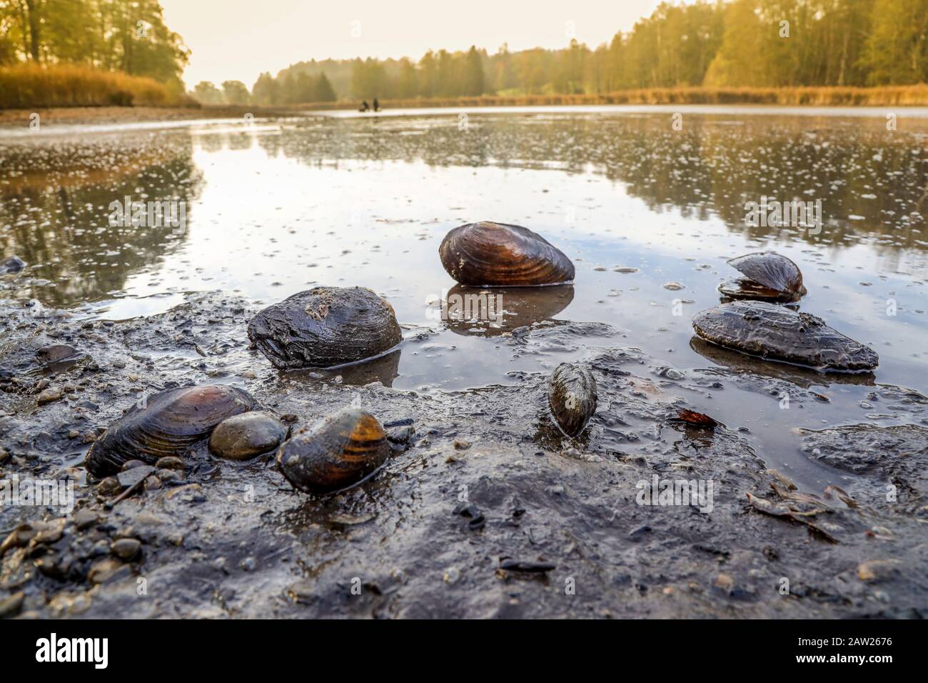 pond mussels, floaters (Anodonta spec.), on a dried up sand bank , Germany, Bavaria Stock Photo
