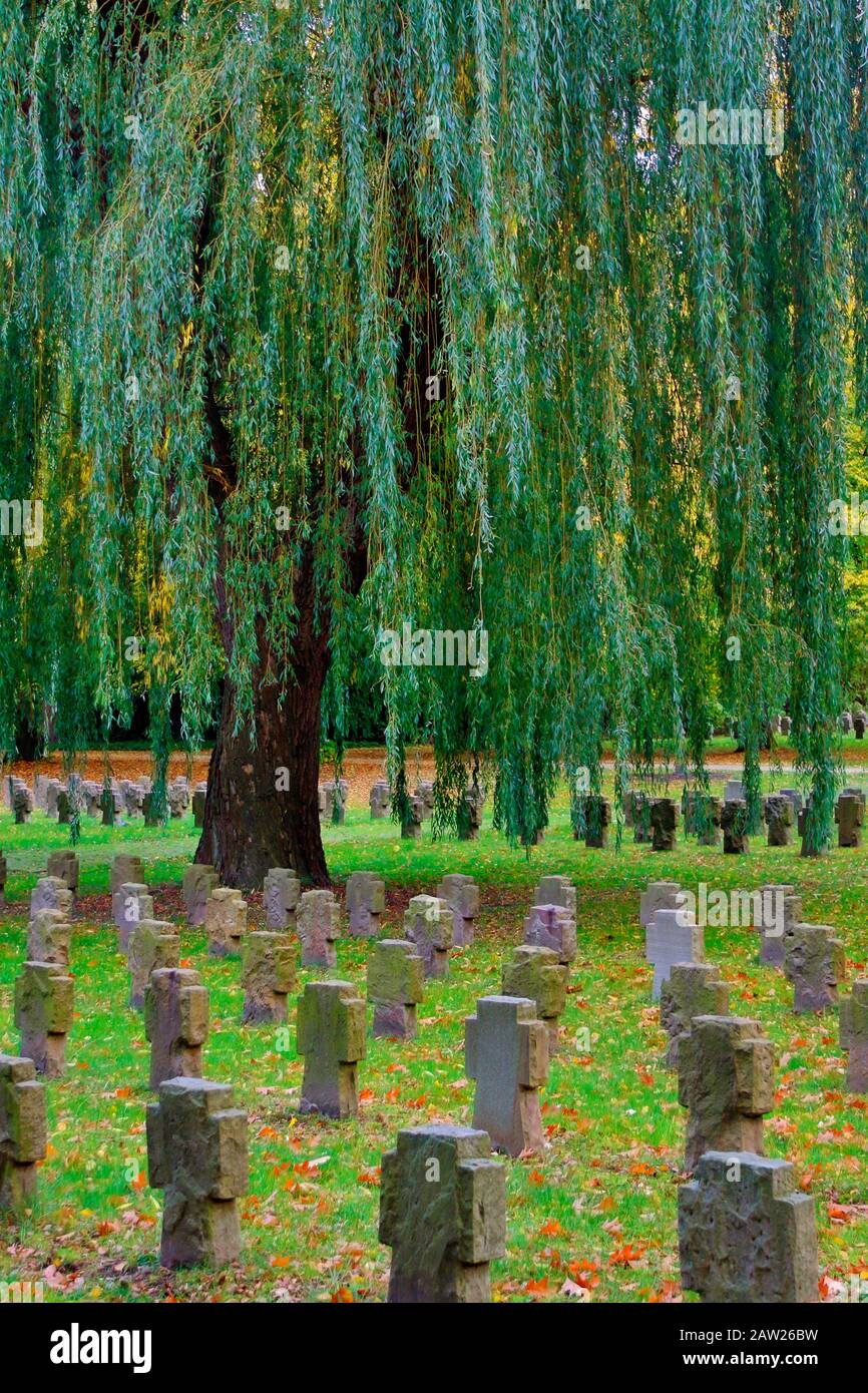 dwarf gray willow (Salix tristis), on the military cemetery Dortmund-Brackel, Germany, North Rhine-Westphalia, Ruhr Area, Dortmund Stock Photo