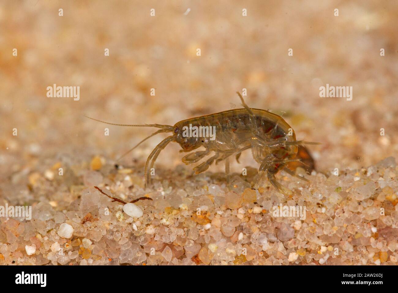 freshwater shrimp (Rivulogammarus pulex, Gammarus pulex), on sandy ground Stock Photo