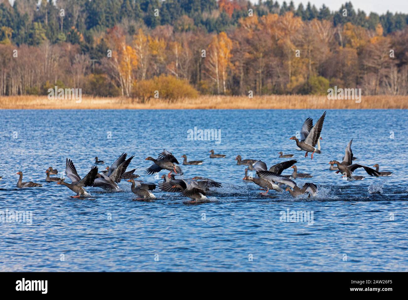 greylag goose (Anser anser), landing on a lake in autums landscape, Germany, Bavaria Stock Photo