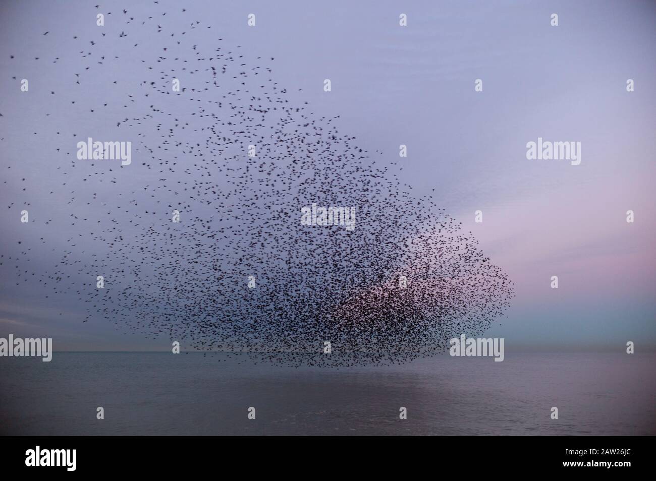 Murmuration of starlings over the sea, Brighton, UK Stock Photo