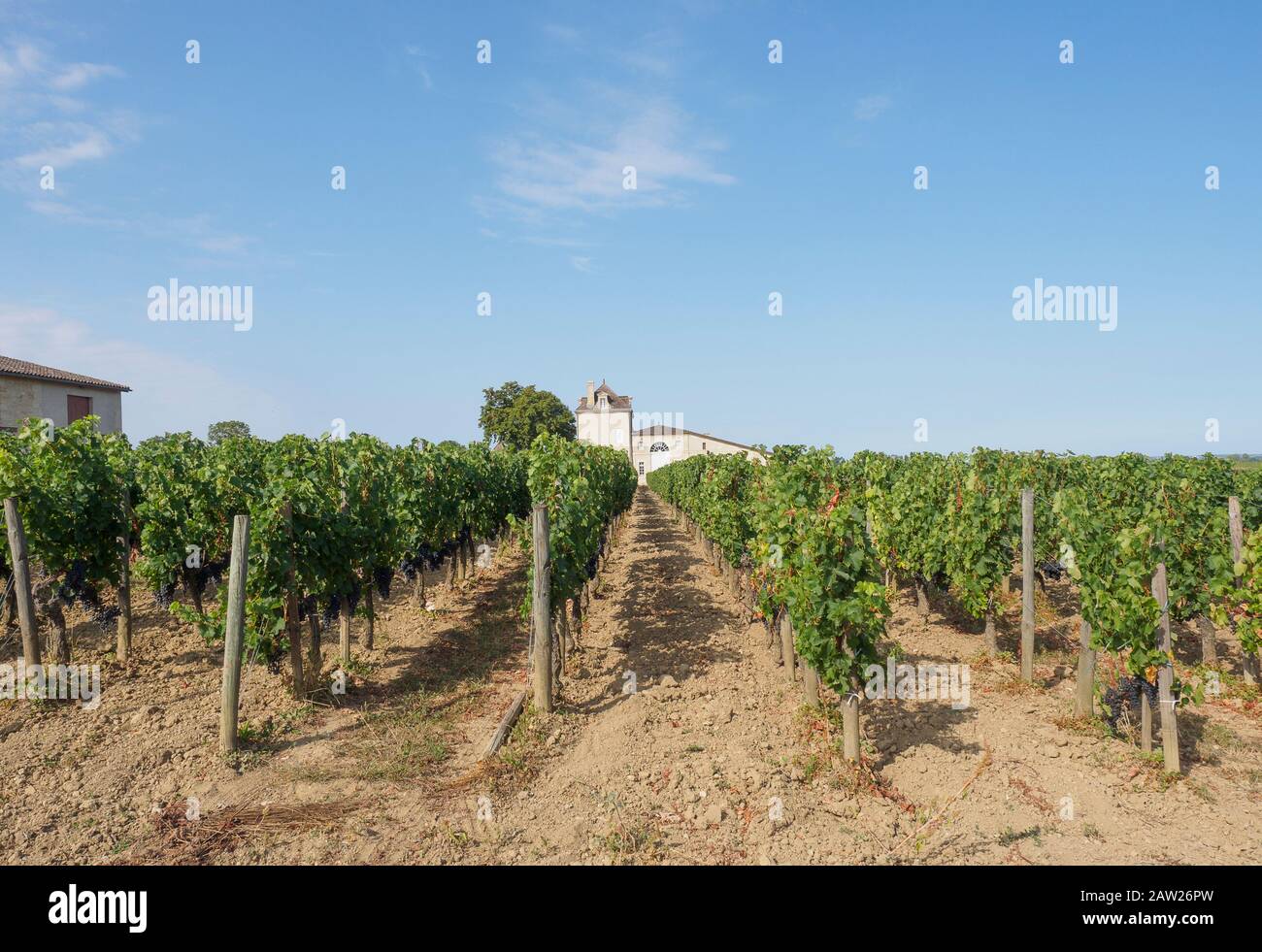 French Bordeaux vineyards with which released one of the most famous