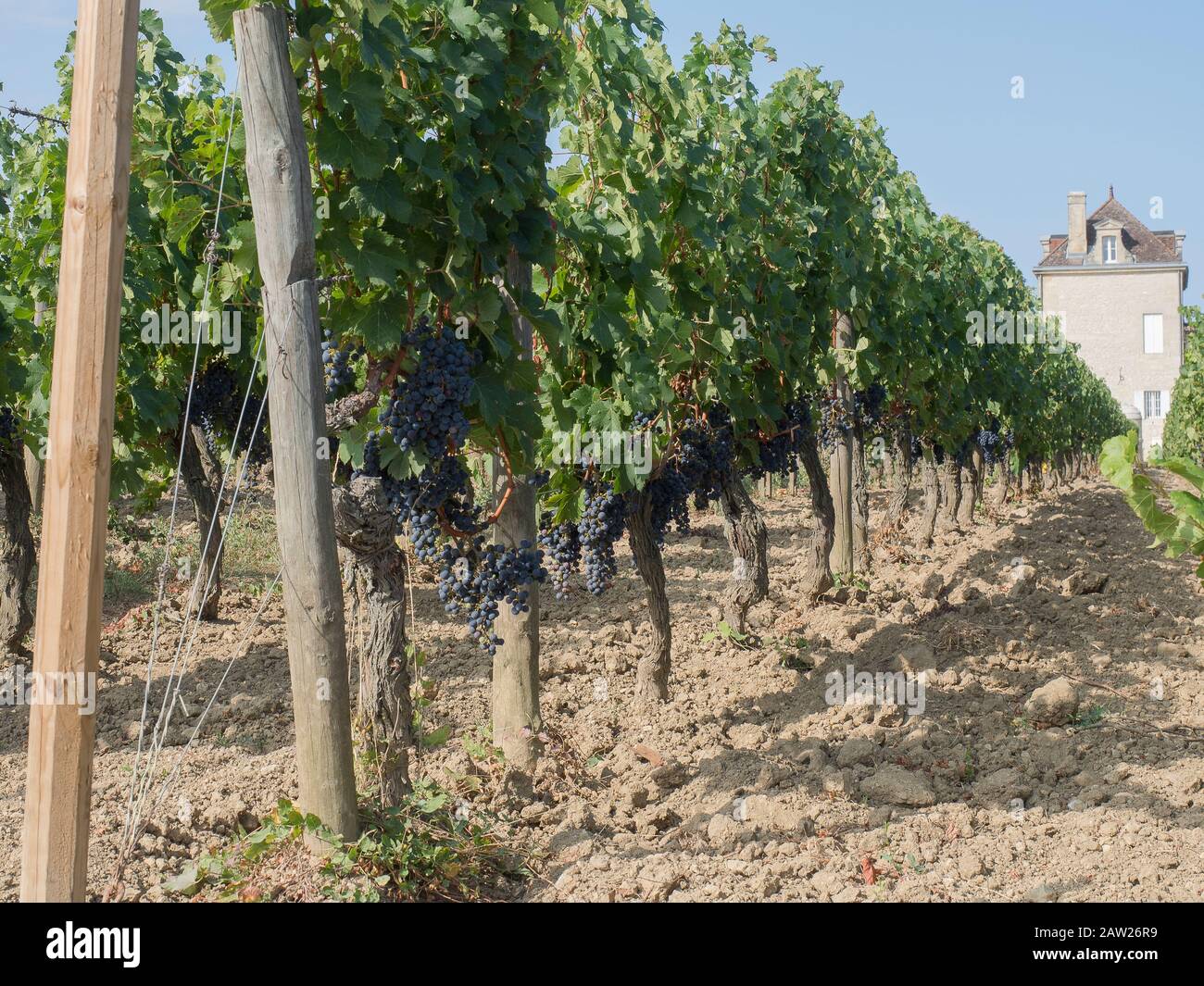 French Bordeaux vineyards with which released one of the most famous