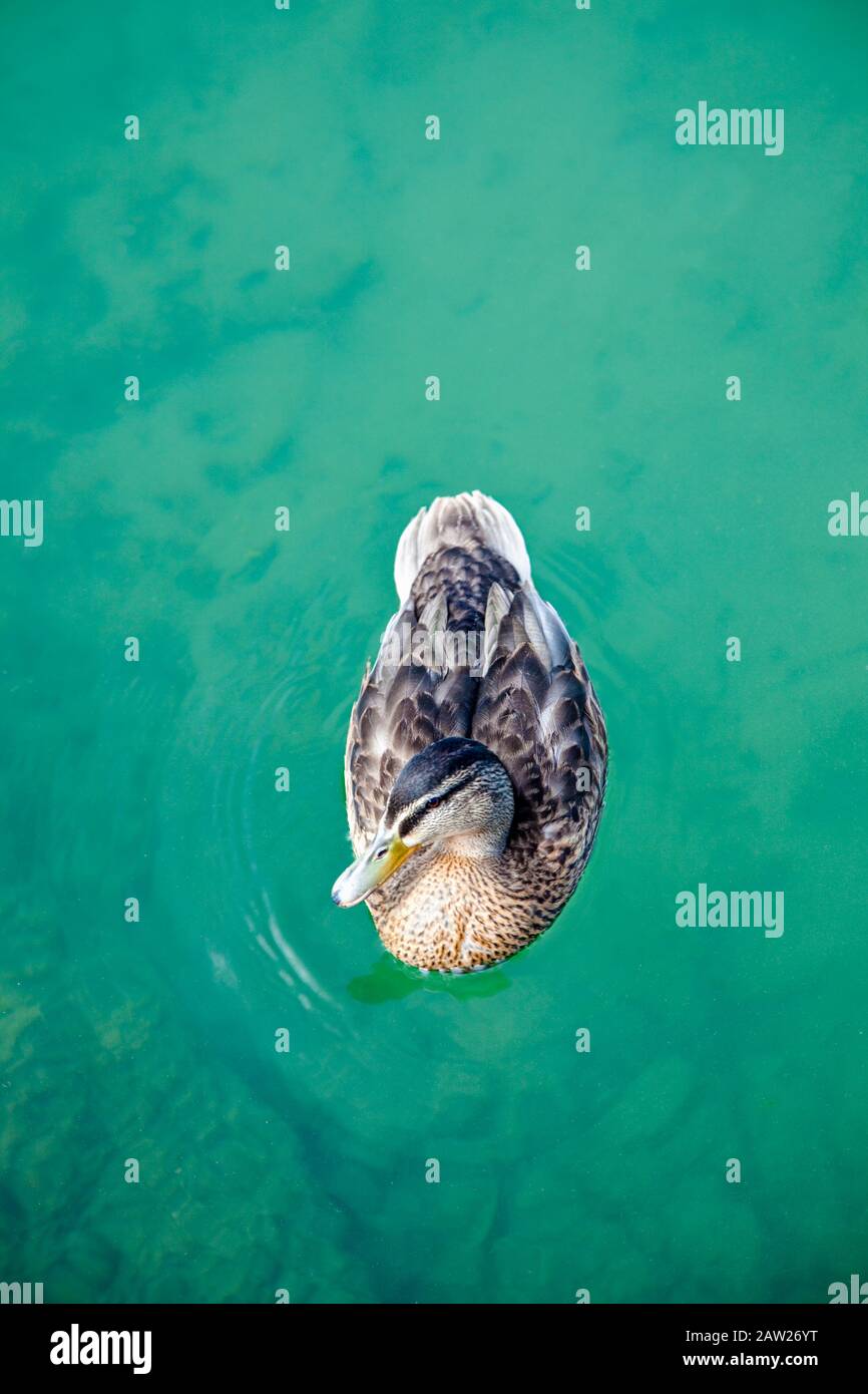 Mallard duck, (Anas platyrhynchos) Stock Photo
